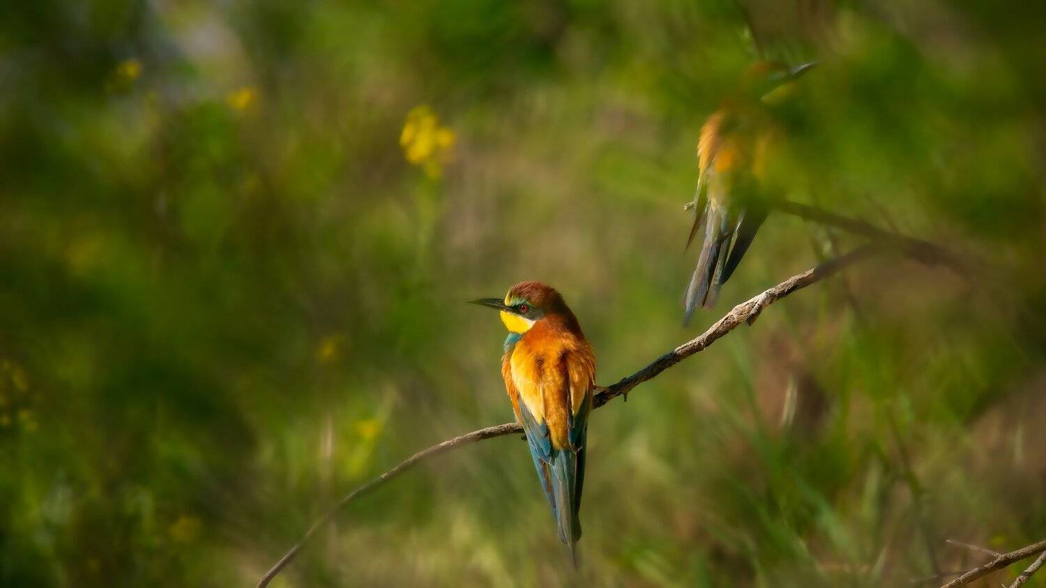 , Alexander Plekhanov