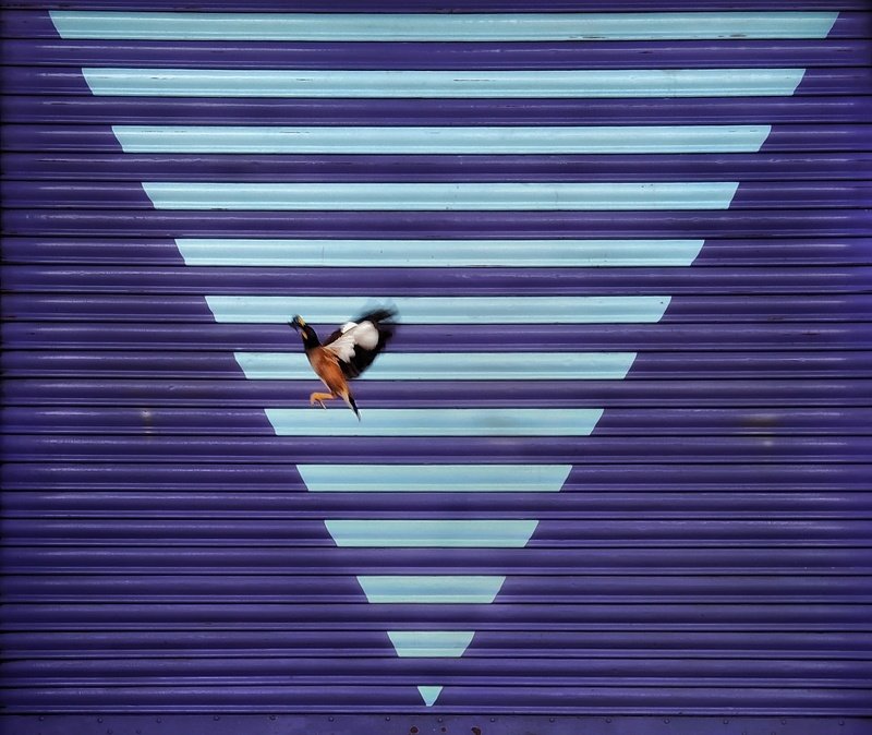 Triangle фото превью