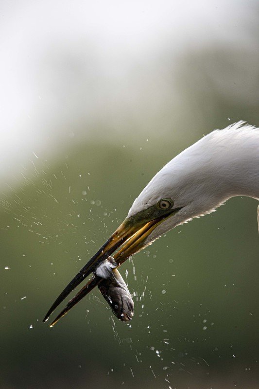 Tasty фото превью