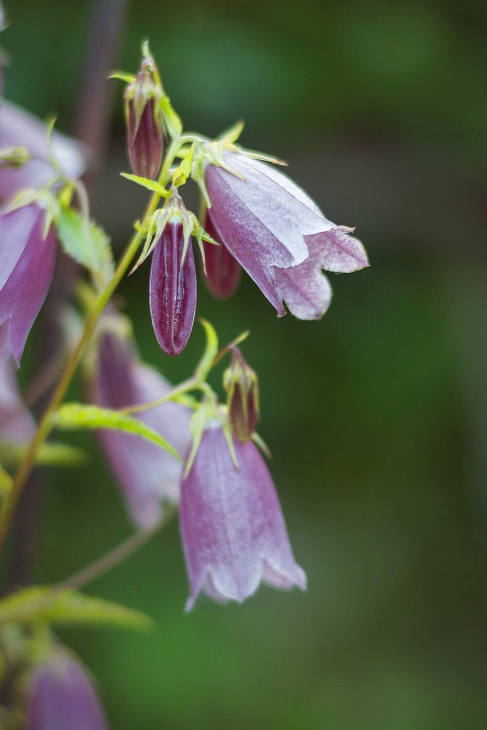 , Александр