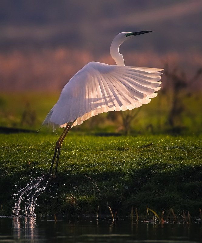 Навстречу солнцу. фото превью