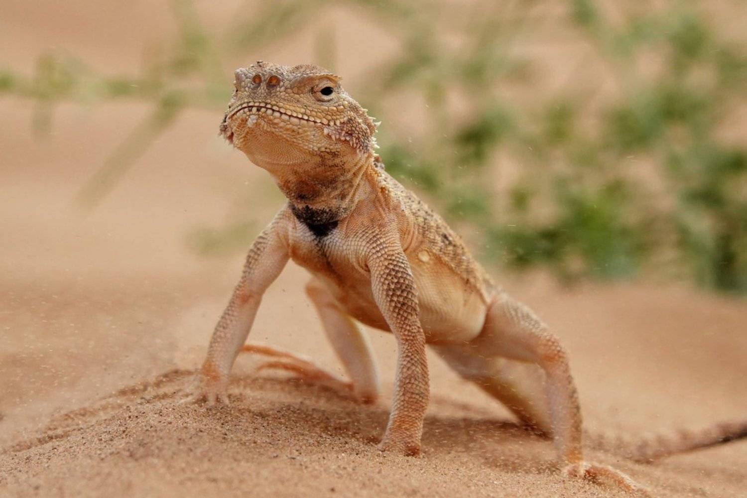 ушастая ящерица.калмыкия, Александр Маркелов