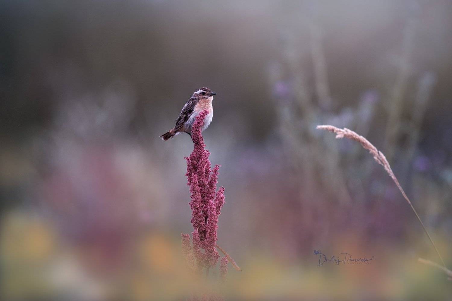 природа, лес, поля, огороды, животные, птицы, макро, Дмитрий Посевич