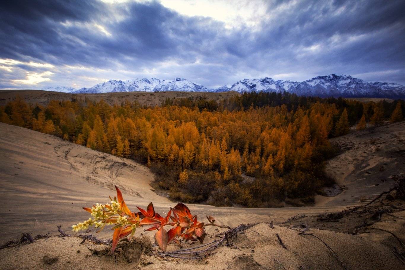 , Андрей Ершов