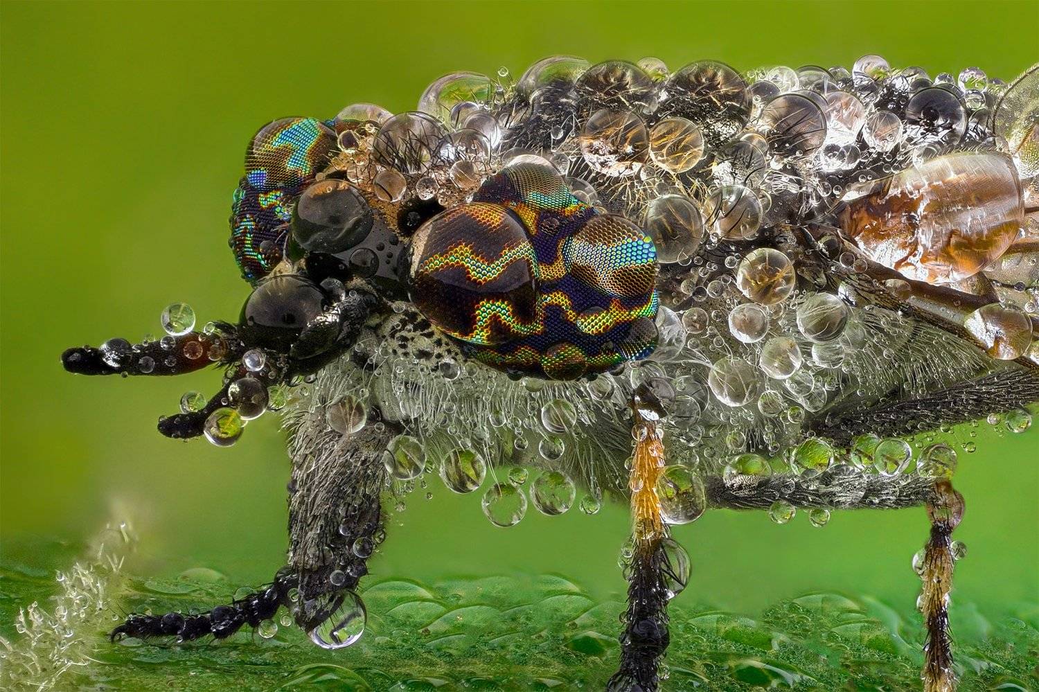 ceclii, macro, nikon d3400, lomo 3.7, Tsvetan Ganev