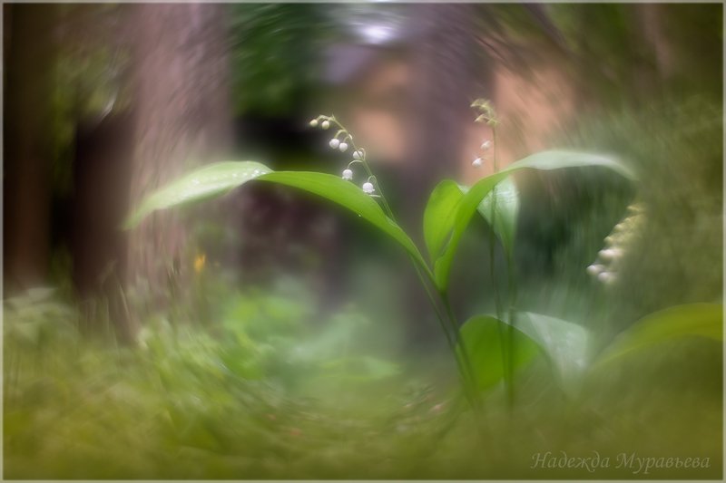 Майское фото превью