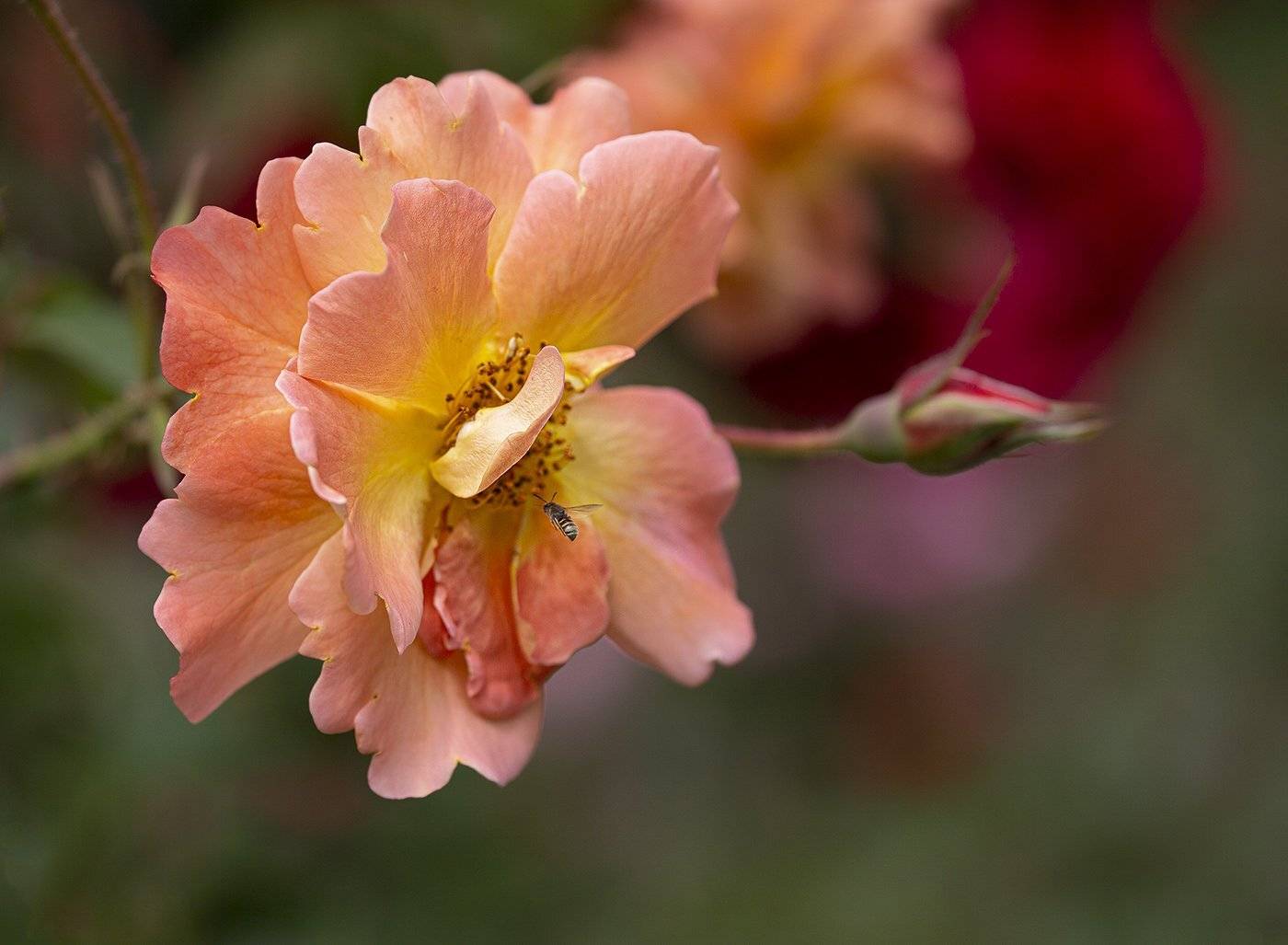 роза оса, Евгений Слободской