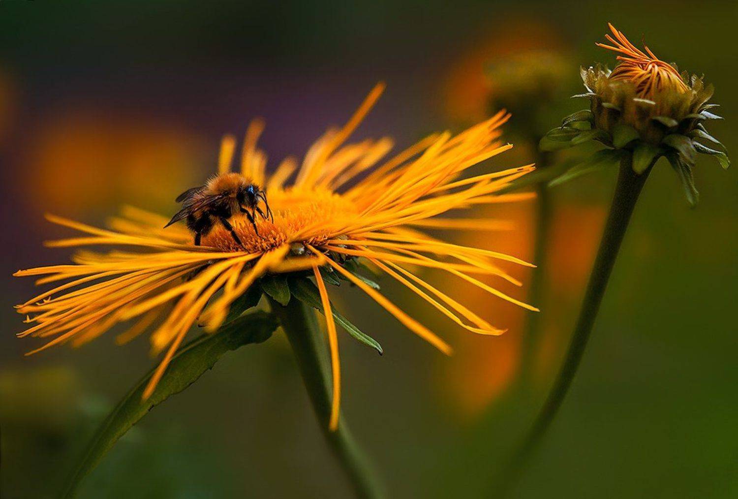 шмель, Татьяна Москальчук