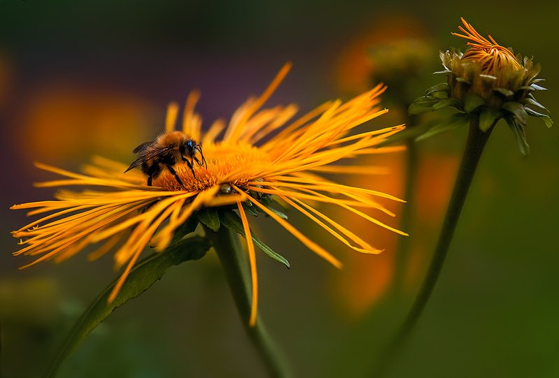 шмель Оранжевое лето фото превью