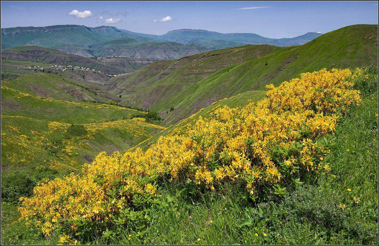 кавказ, дагестан, весна, АНАТОЛИЙ ДОВЫДЕНКО