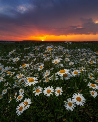 Ромашковый закат
