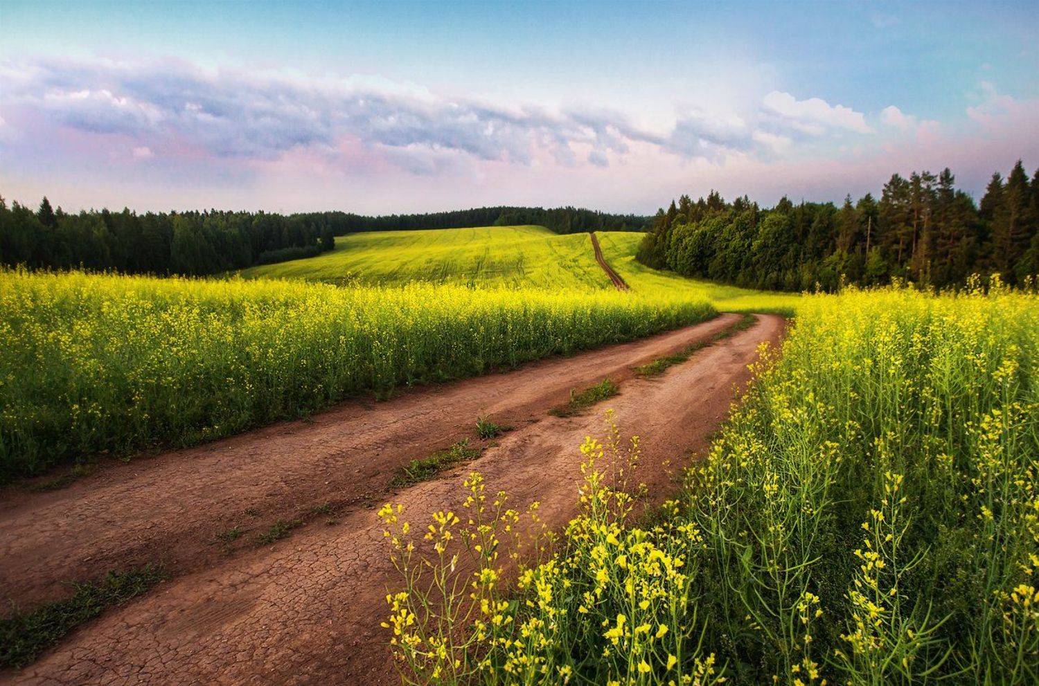 удмуртия, поля, пейзаж, холмы, утро, пейзаж, воткинск, воткинский район, landscape, Vyacheslav Lozhkin