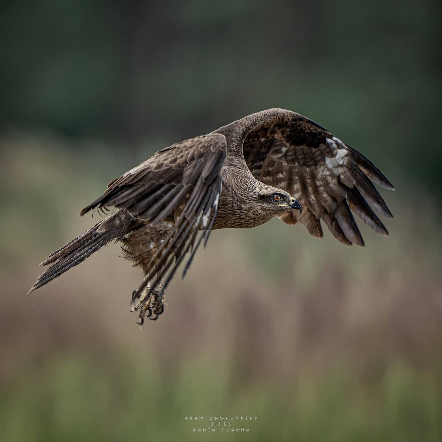 Milvus migrans. Автор: Adam Wawrzyniak , Adam Wawrzyniak