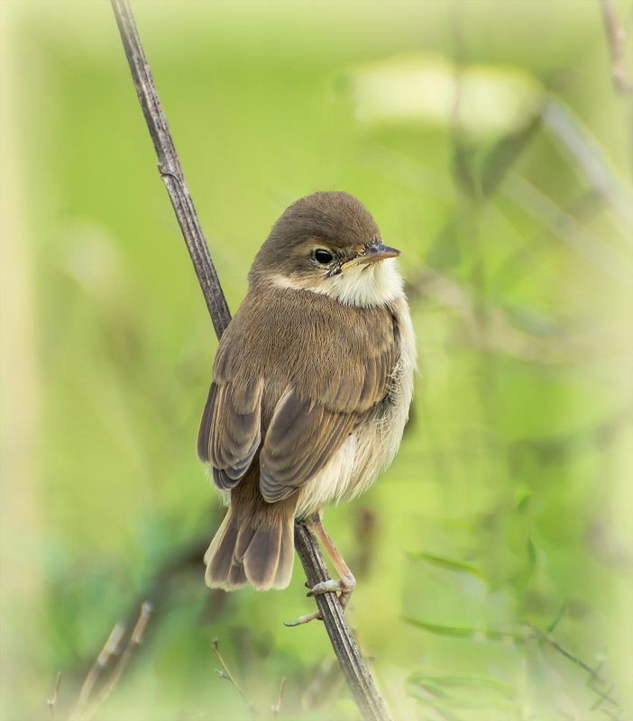 птица, слёток, камышовка, слёток камышовки.. малыш.. фото превью