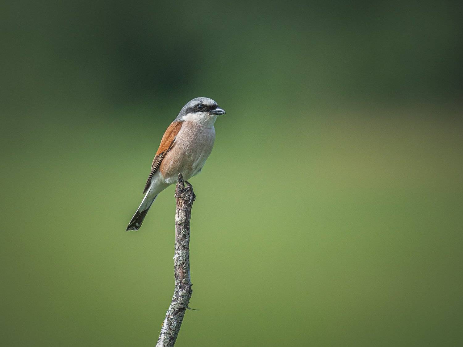 real wildlife, wildlife, nature, wildlife photographer, cорокопут, bird photography, lanius collurio, red-backed shrikes, bird, sa_travelmedia,, Aleksey Sharypin
