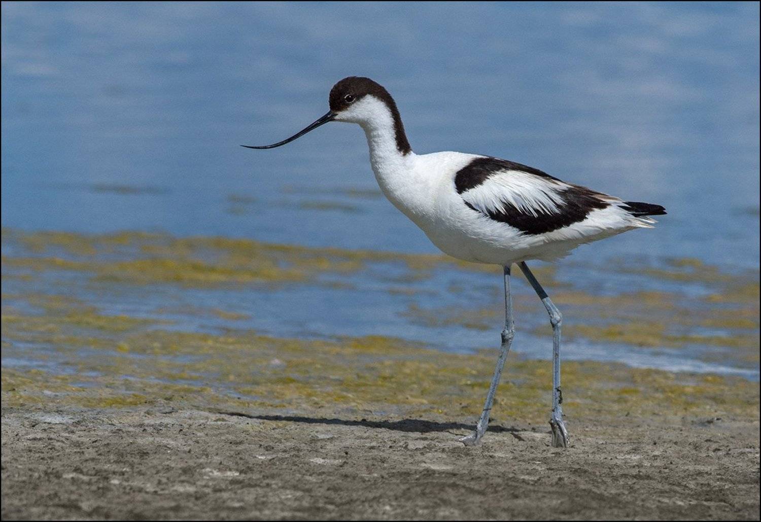 кулик,шилоклювка,отмель, Иван
