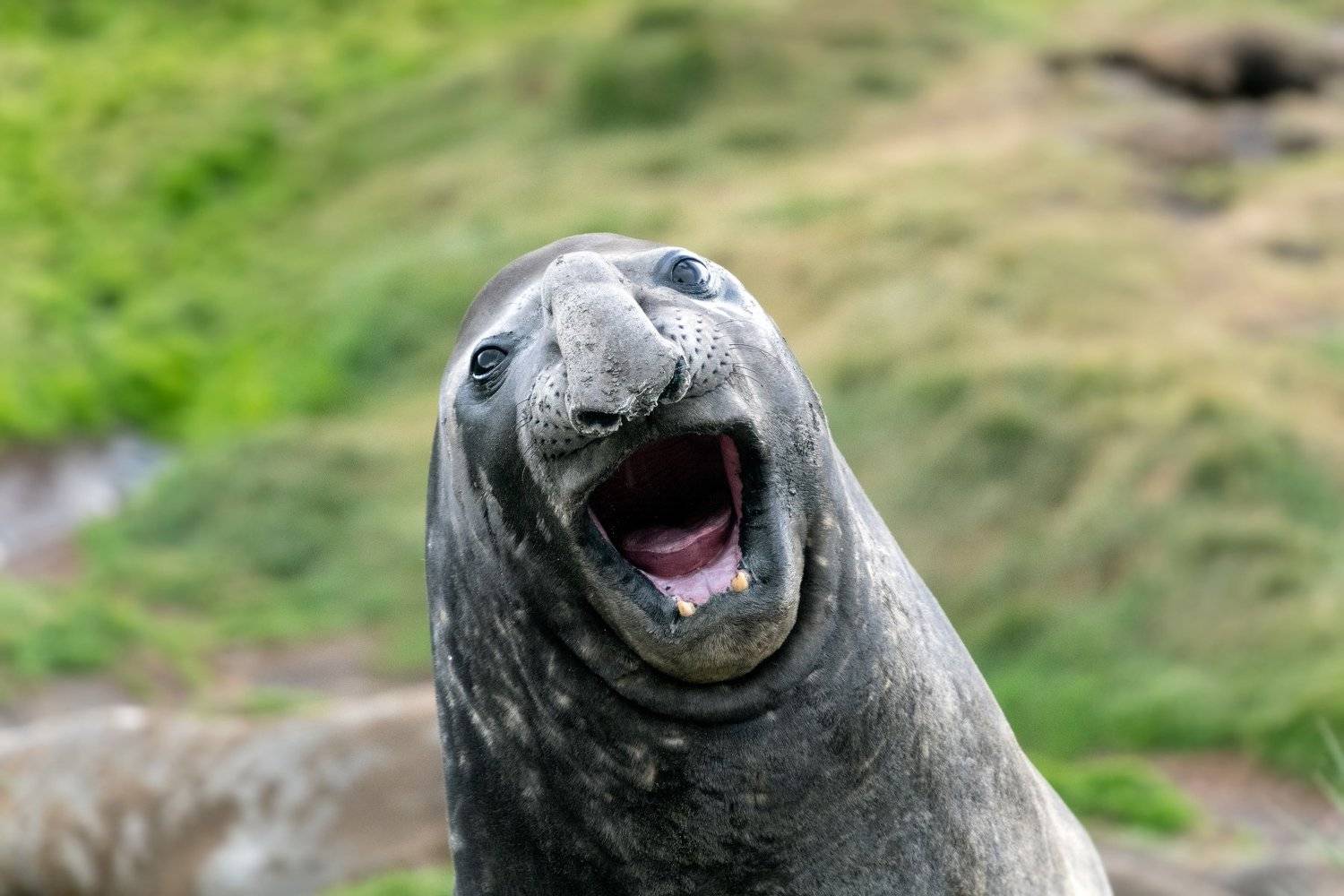 Антарктида, морские животные, Татьяна Дударенко