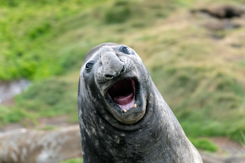 Антарктида, морские животные А что вы тут делаете? фото превью