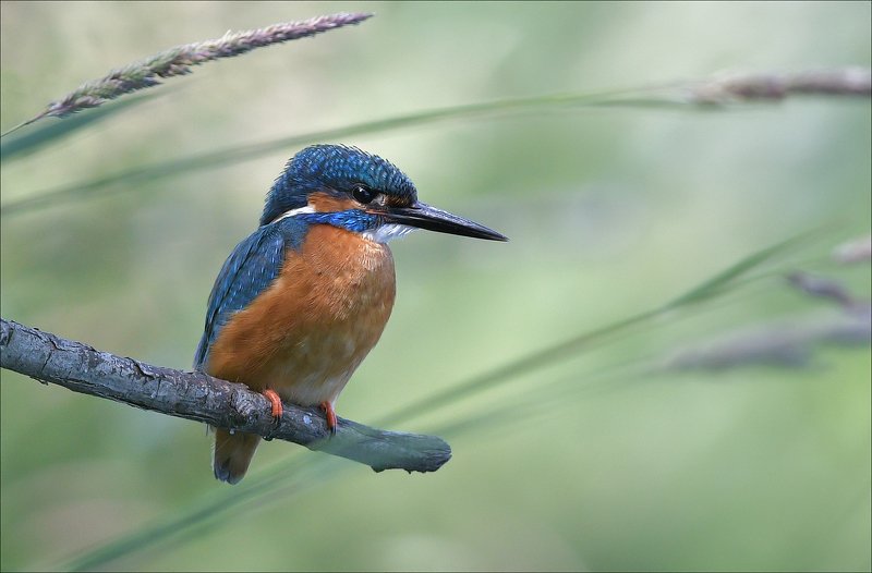 зимородок Зимородок фото превью