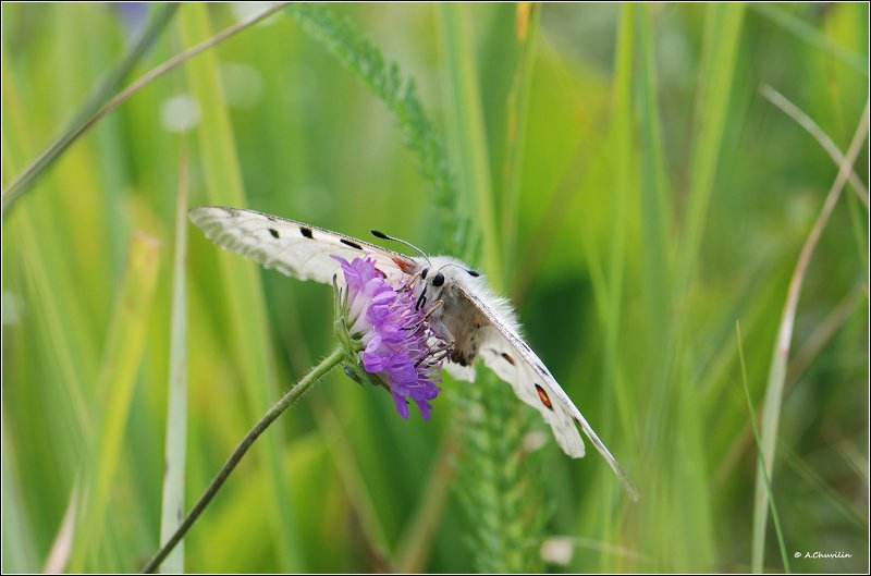 бабочка,аполлон,июньские,травы В июньских травах фото превью