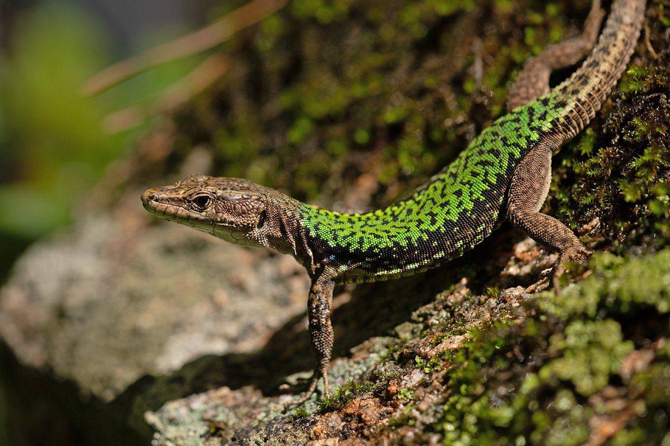 , Илья Михеев