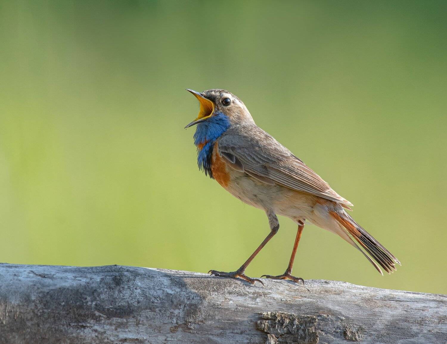 птицы,природа, лето, Андрей Киселёв