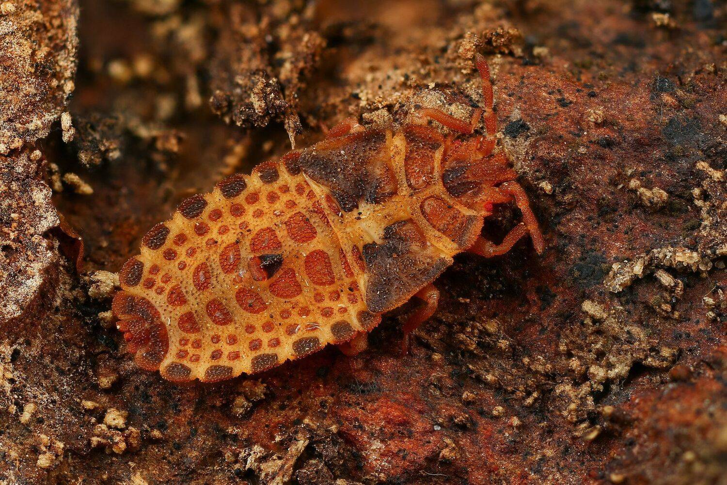 клоп,макро,природа,усы,цвет,глаза,оранжевый, Андрей Шаповалов