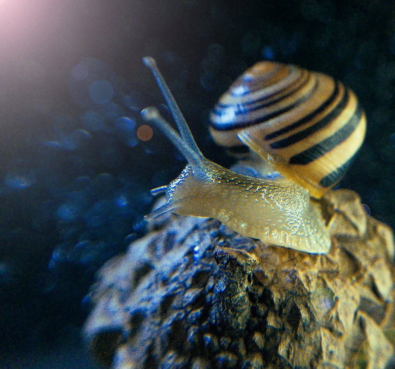 макро, улитка, мобильное фото Улитка фото превью