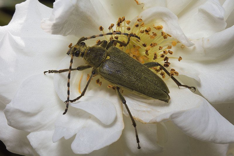 лептура зелёная, жук, роза Поели - можно и поспать. Поспали - можно и поесть... фото превью