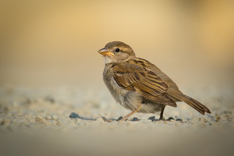 Sparrow фото превью