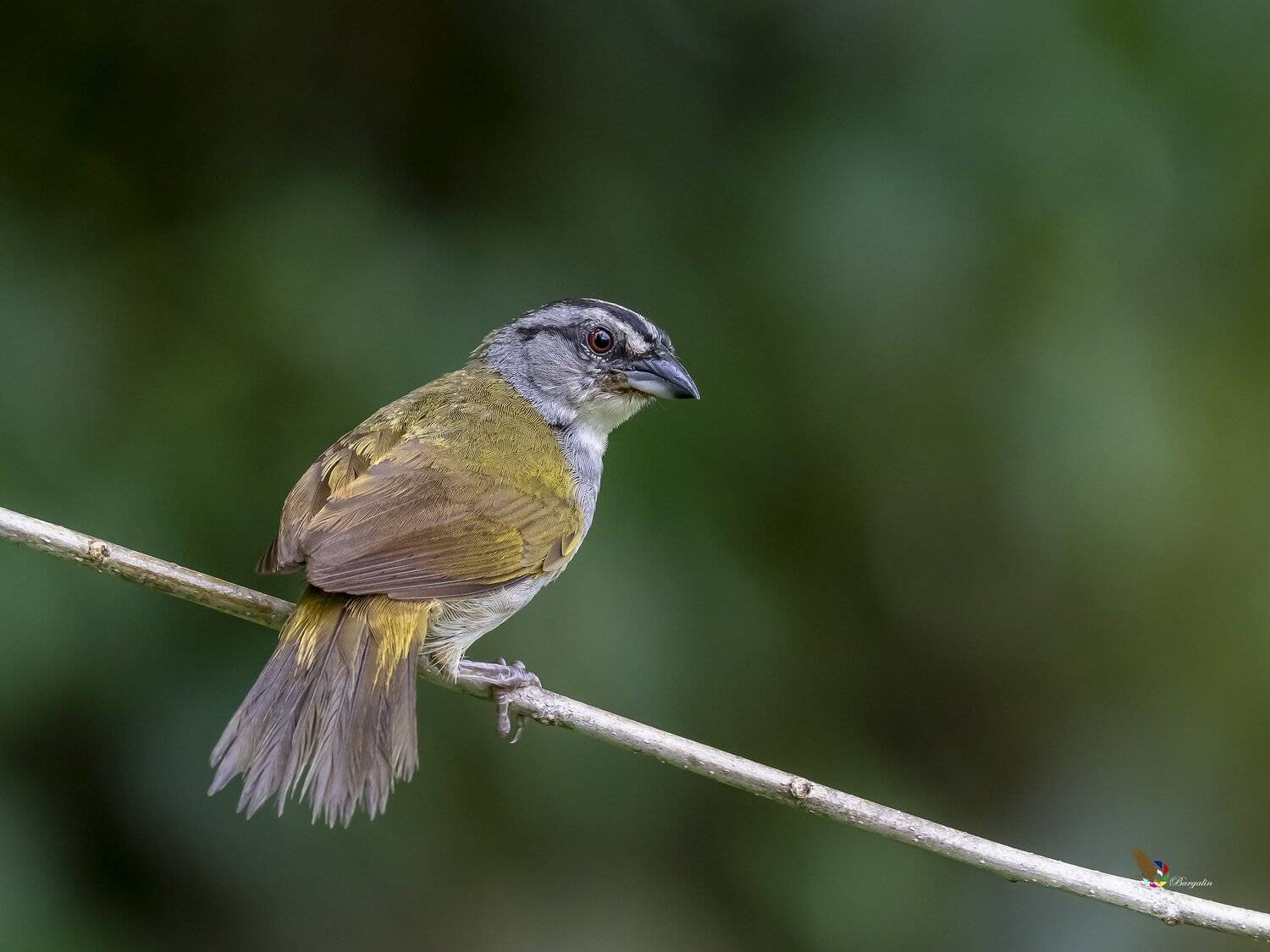 , Fernando Burgalin Sequeira