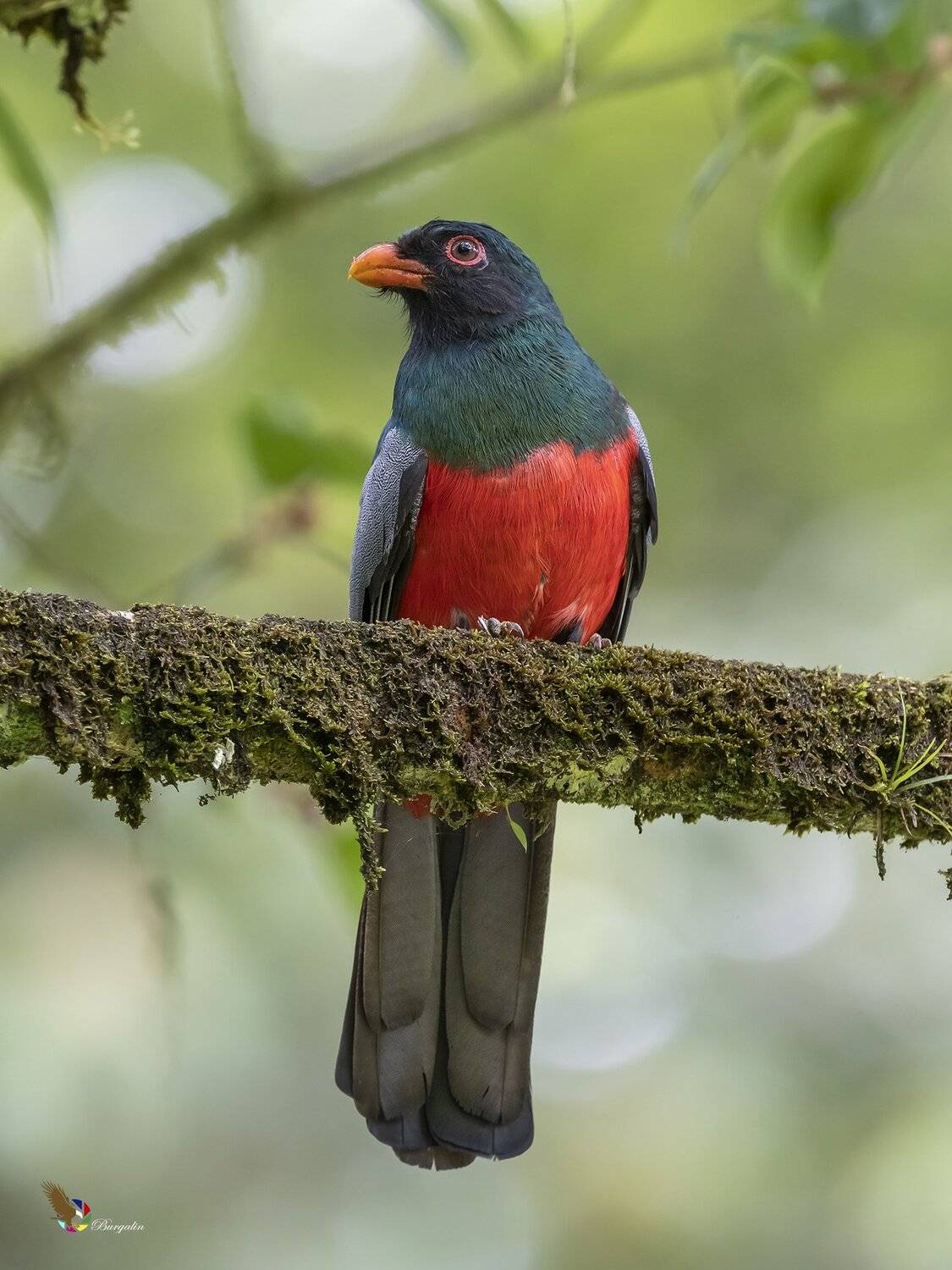 , Fernando Burgalin Sequeira