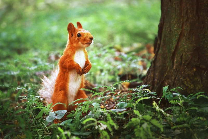 canon 55-250,  beautiful, красивый, moment, момент, nature, природа,  wildlife,  summer, лето, летний, park, парк, animal, животное,  forest, лесное, fluffy, пушистая,  red, рыжая, squirrel, белка, Какой я вам суслик? Белка я! :) фото превью