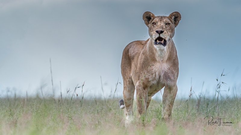 Where are my cubs? фото превью