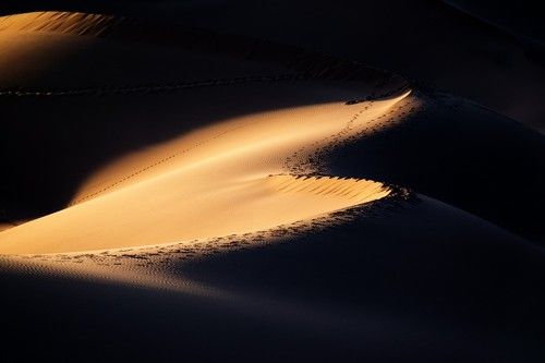 Female of desert