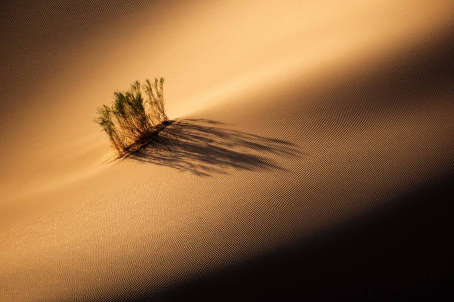 desert, Eslami nia Abolfazl
