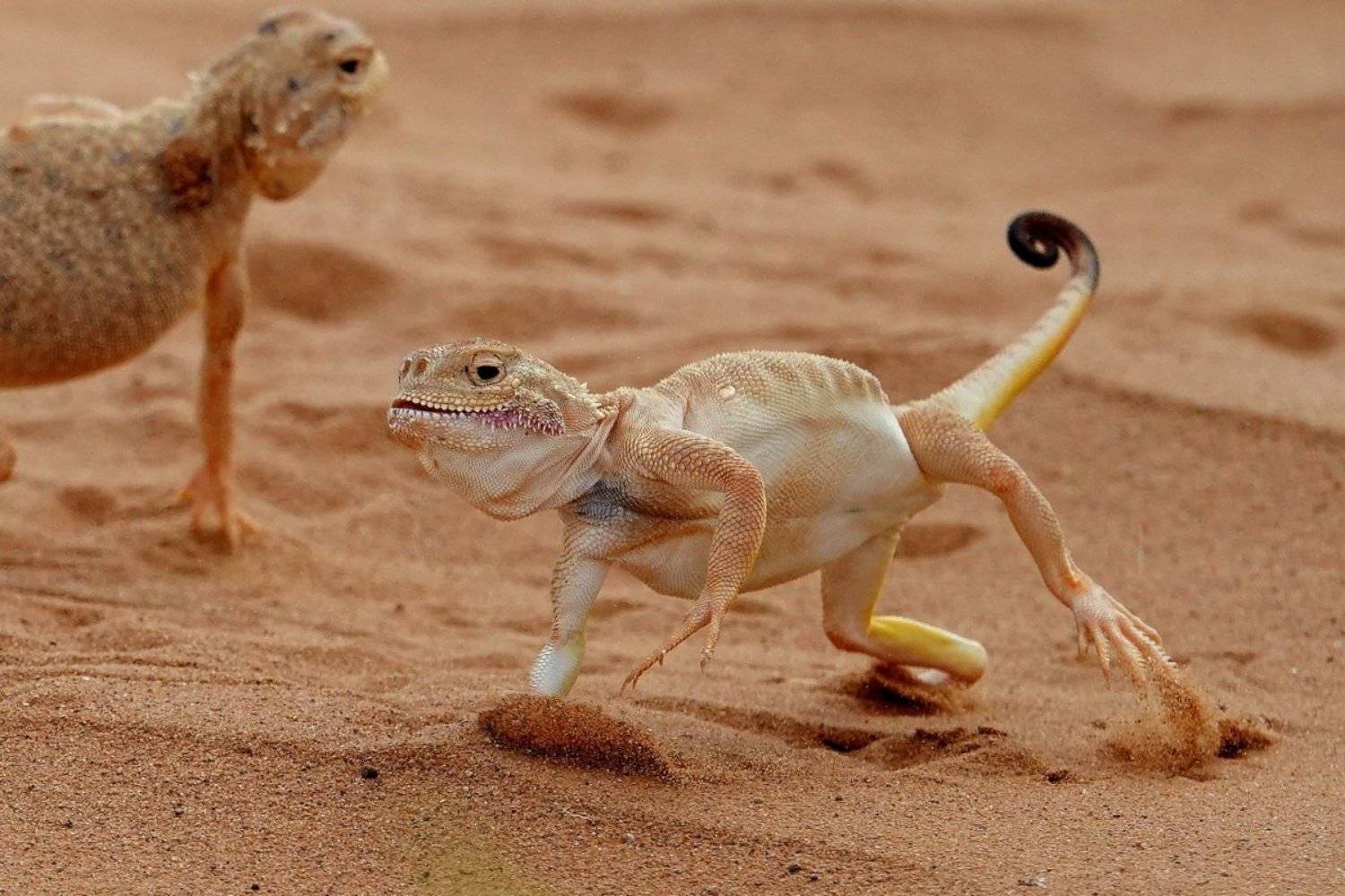 ящерица, Александр Маркелов