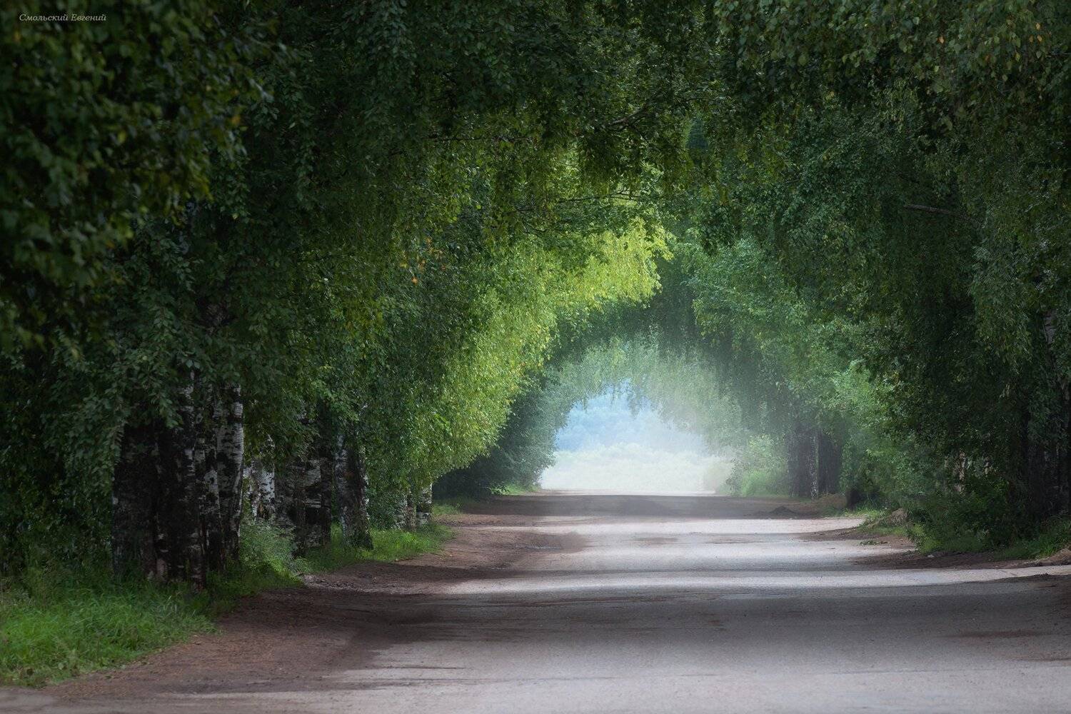 парк, аллея, деревья, дорога, дымка., Смольский Евгений