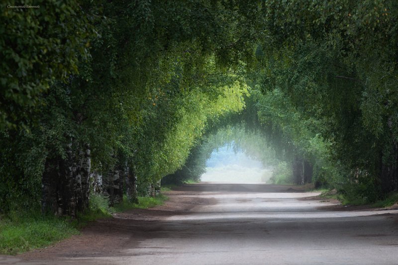 Древесный туннель фото превью