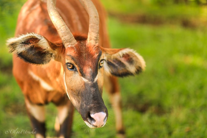 бонго, дикие_животные, антилопа, африка Бонго. фото превью