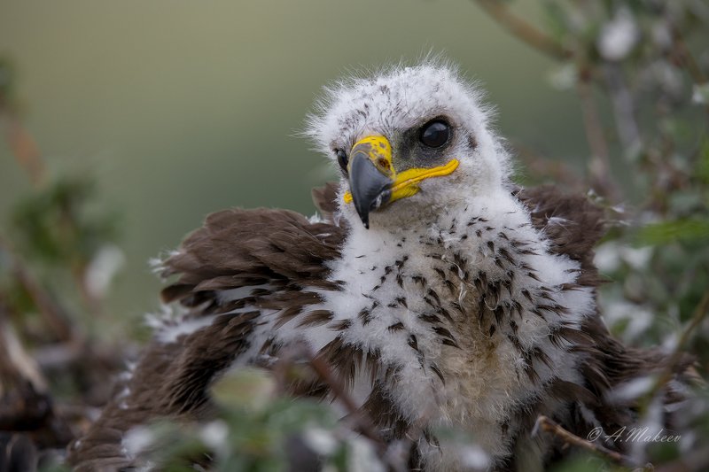 Орёль ))) фото превью