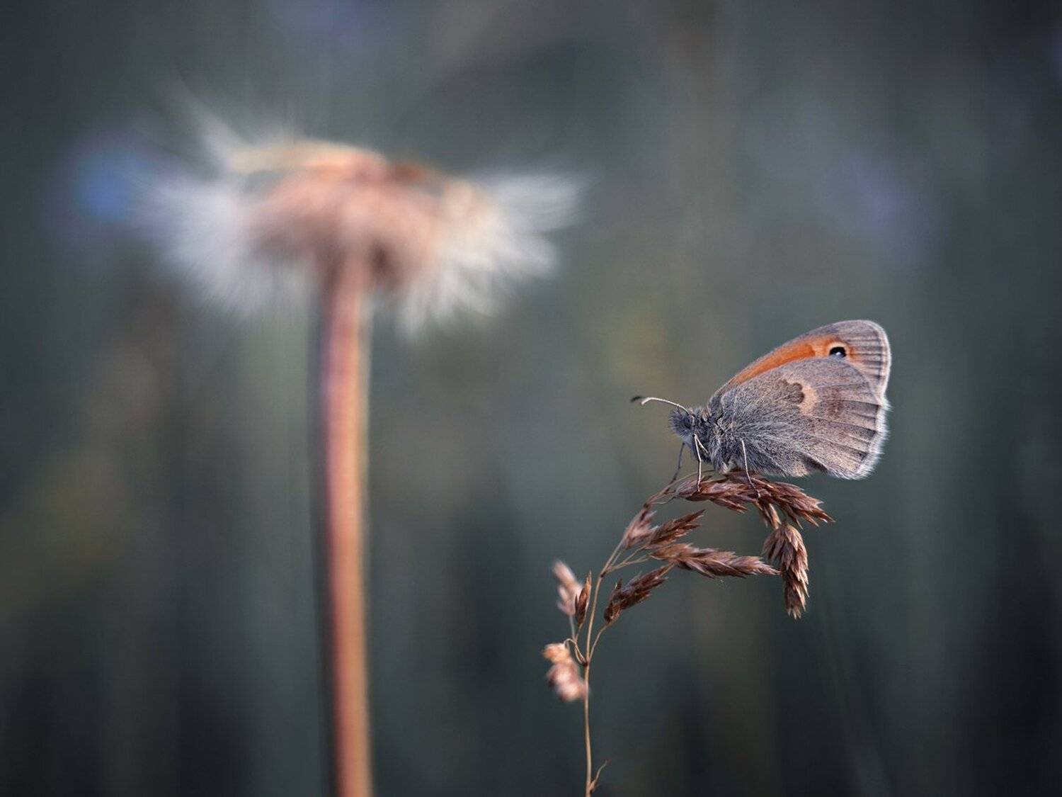 , Баранов Олег