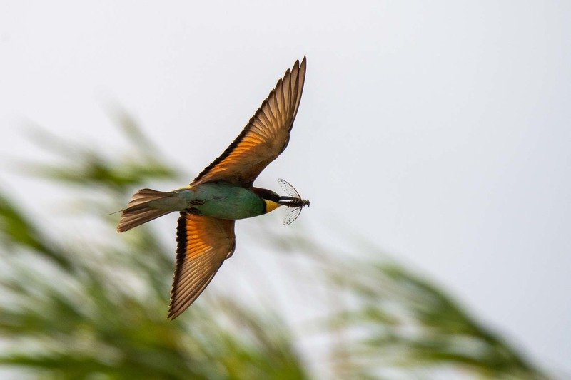 guêpiersdeurope;, eurepean_bee_eater;, eater;, birds;, merops, apiaster European Bee-Eater фото превью