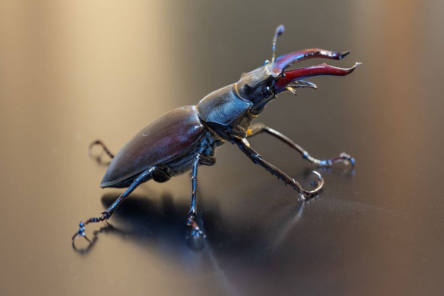 , Александр Земляной