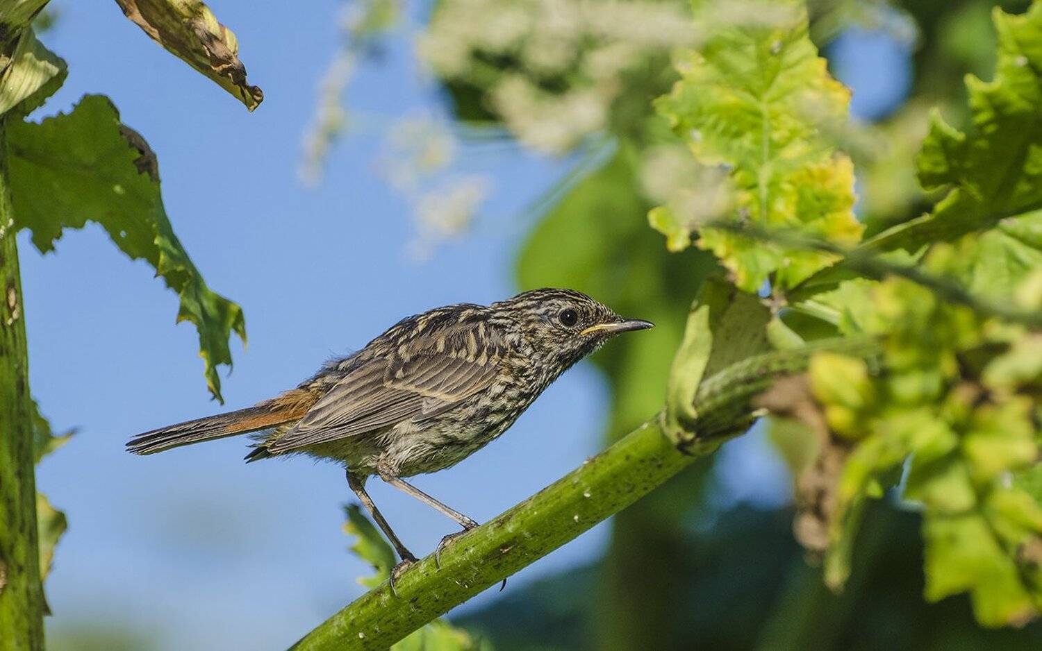 птица, слёток, варакушка, Михаил Агеев
