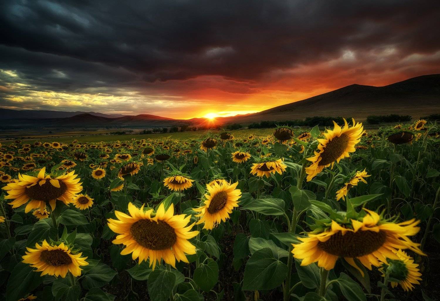 landscape, Костадин Маджаров