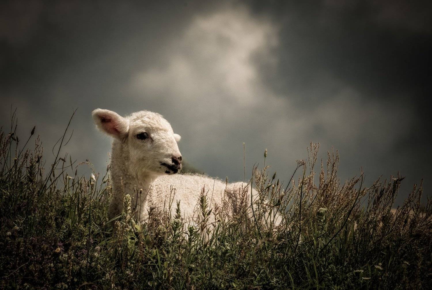 , Vladimir Karamazov