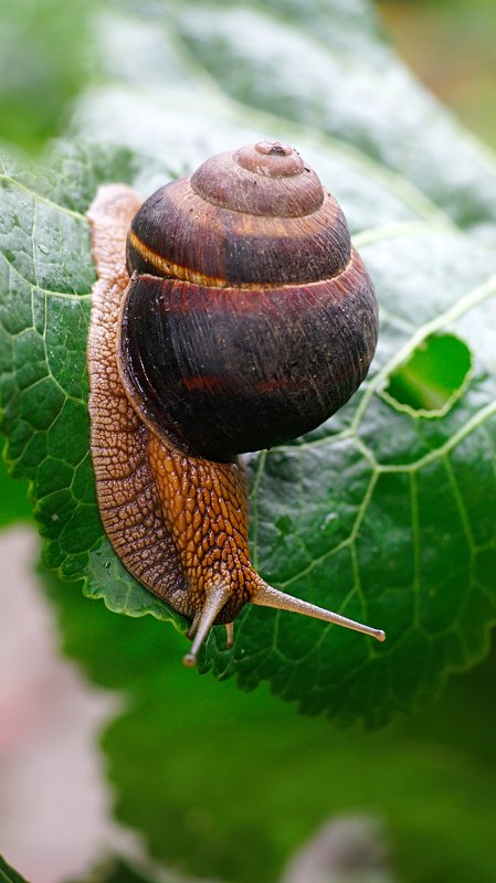 Улитка  фото превью