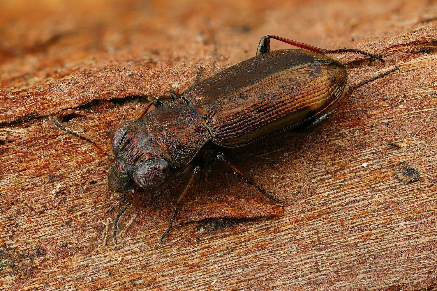 жук,макро,природа,усы,цвет,глаза,коричневый, Андрей Шаповалов