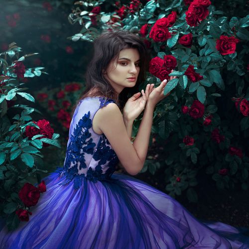 Night roses